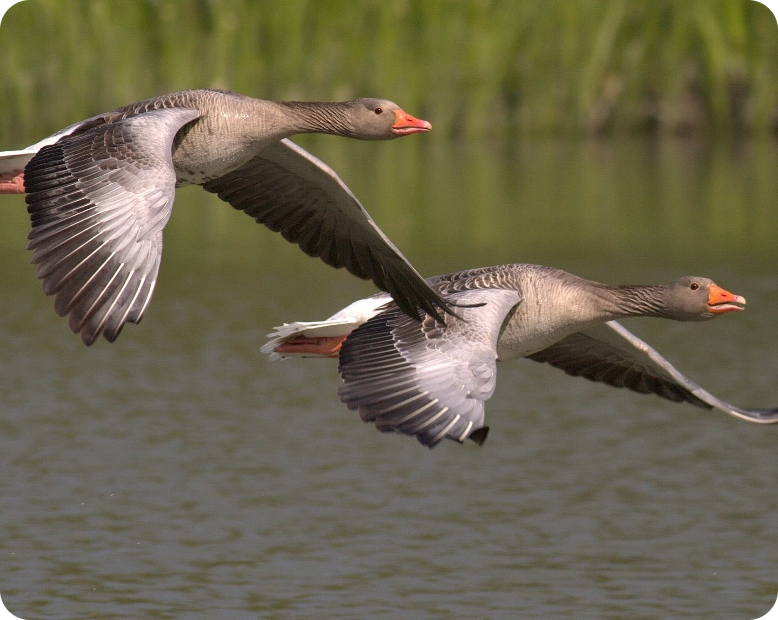 environmental protection at seibersdorfer