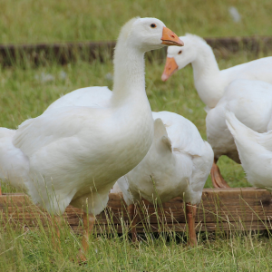 Happy geese